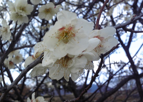 20120325-1.jpgのサムネール画像