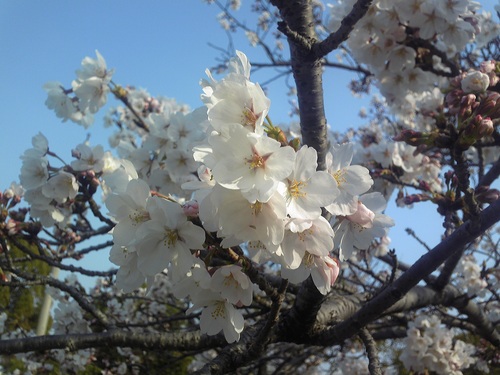 20120408-1.jpg