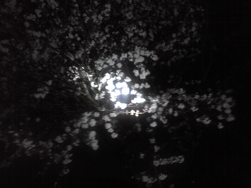 20120409-2.jpg